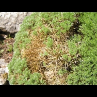 Genet herisson - Echinospartum Horridum (fam. Papilionacees)(Pyrenees) (05)